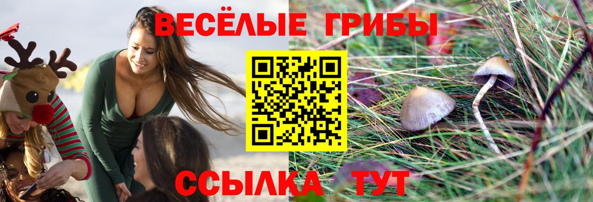 Псилоцибиновые грибы Cubensis Азнакаево